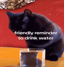 Black Cat Drinks Water Friendly GIF - Black Cat Drinks Water Water Cat GIFs
