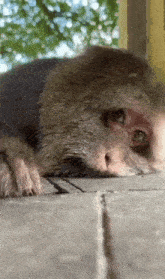 a close up of a monkey laying down on a tiled floor