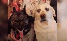 two dogs are sitting next to each other and one has its tongue hanging out