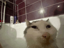 a cat taking a bath in a bathtub with a bottle of shampoo on the wall
