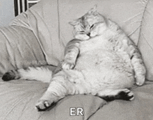 a black and white photo of a fat cat laying on a couch with the caption `` er '' .
