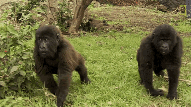 baby gorillas playing