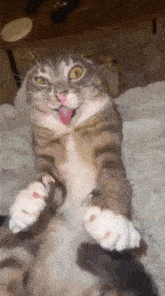 a cat is sticking its tongue out while laying on its back .