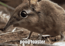 Poog Toaster GIF