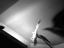 a black and white photo of a bird flying