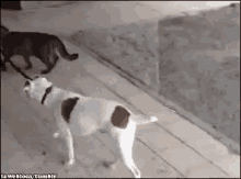 Cat Walking Dog On A Leash GIF - Cat Dog Friends GIFs