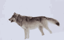 Loup GIF - Animal Wolf Howl GIFs