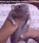 Rat GIF - Rat GIFs