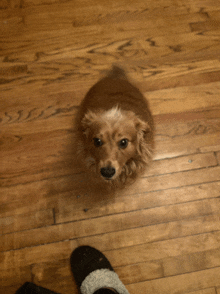 Weiner Dog Puppy GIF - Weiner Dog Puppy Puppy Eyes GIFs
