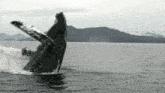 Humpback Whale Splash GIF - Humpback Whale Splash GIFs