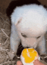 Puppy Eating GIF - Puppy Eating Egg GIFs