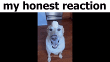 My Honest Reaction Dog GIF - My Honest Reaction Dog Timerfy GIFs