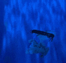 a red jellyfish is floating in the water with a blue background