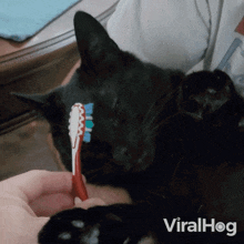 Brushing A Cat With A Toothbrush Black Cat GIF - Brushing A Cat With A Toothbrush Black Cat Viralhog GIFs