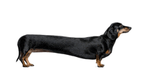 Long Dog GIF