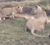 Lion Lions GIF - Lion Lions Cat GIFs