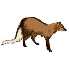 mongoose white tailed mongoose mongoose white tailed mongoose
