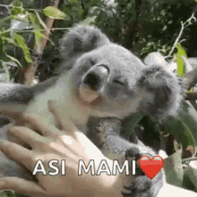 Koala Petting GIF - Koala Petting Sleepy GIFs