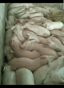a bunch of pigs laying on top of each other in a pile