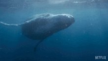 Swimming Our Living World GIF - Swimming Our Living World Floating In Water GIFs