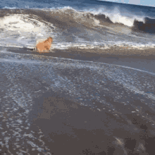 Dog Wave GIF - Dog Wave Ocean GIFs