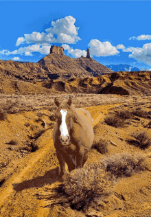 Quarterhorse Trailride GIF