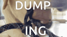 Dumping The Dog Dumping Snail GIF