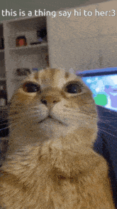 Thing Cat Gif GIF - Thing Cat Gif Cat Stare GIFs