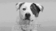 taxes dog smile