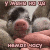 a small pig is being held in someone 's hand with a caption in russian