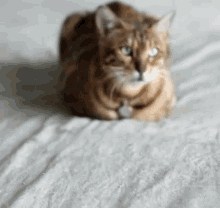 Beautiful Feline Feline GIF - Beautiful Feline Feline Cat GIFs