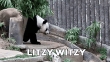 Litz Litzy GIF - Litz Litzy Litzy Witzy GIFs