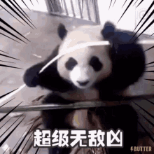 Panda Chinese GIF - Panda Chinese GIFs