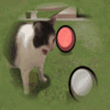 Ball Cat GIF - Ball Cat Ballcat GIFs