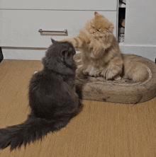 Cat Fight Churro Cat GIF - Cat Fight Churro Cat Pancho Cat GIFs