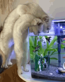 Cats Drinking GIF