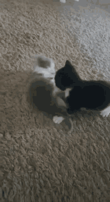 Kittens Fighting GIF - Kittens Fighting Cats GIFs