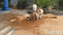 Digging Paws GIF - Digging Paws Hole GIFs