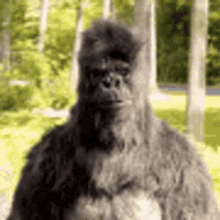 Gorilla Crazy Gorilla GIF - Gorilla Crazy Gorilla Thumbs Up GIFs