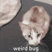 a cat laying on a bed with the words weird bug written on the bottom