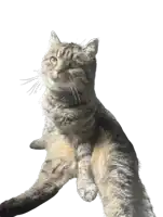 a cat with a white background is looking up at the camera