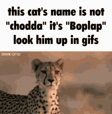 Cheetah Boplap GIF - Cheetah Boplap Not Chodda GIFs
