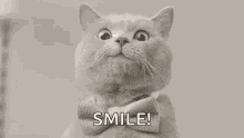 Smile Cute Cat GIF