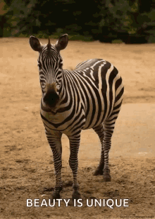 zoo zebra