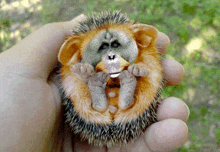 a person is holding a hedgehog with a monkey face