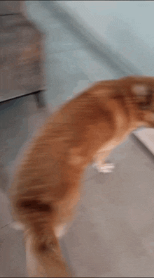 a blurry picture of a cat walking on the floor .