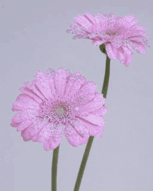 Internet Flowers Marigold GIF