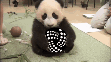 Iota Panda GIF - Iota Panda Hodl GIFs