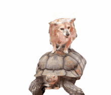 dog tortoise chilling cruising relaxed
