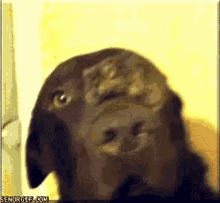 Hamster Sitting On Dog'S Nose GIF